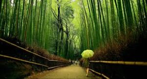 bambú japonés y la paciencia